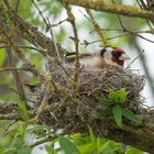 Frau Stieglitz im Nest