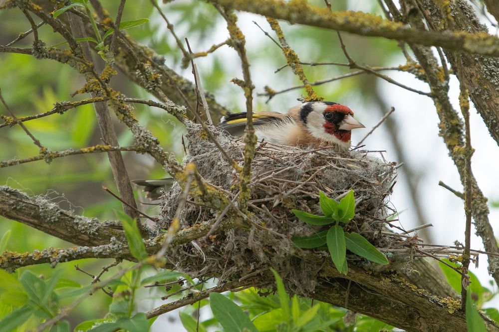 Frau Stieglitz im Nest Foto & Bild tiere, wildlife, wild lebende