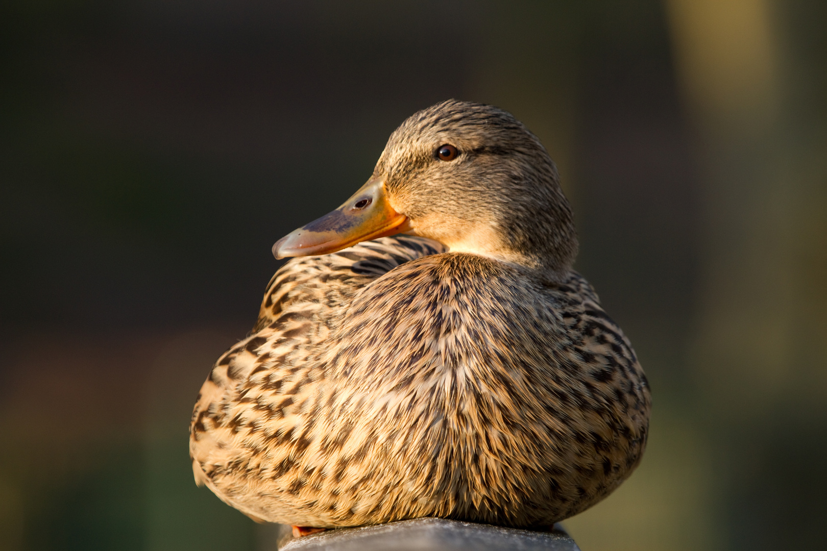 Frau Stockente