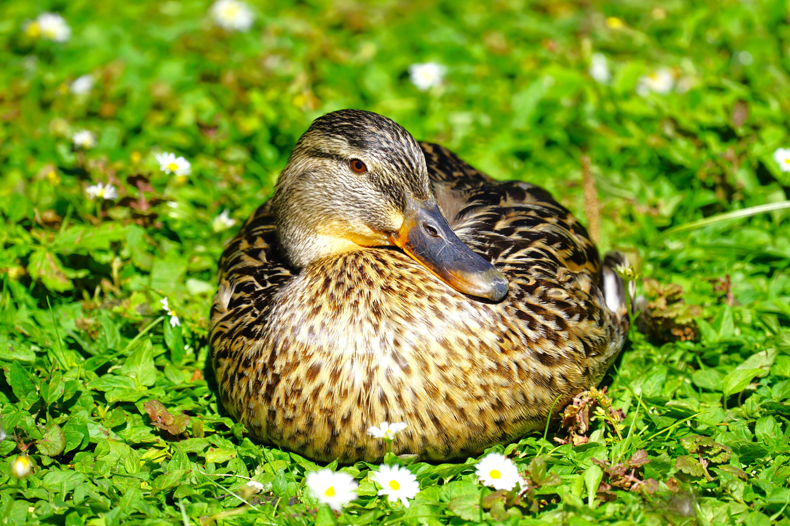 Frau Stockente