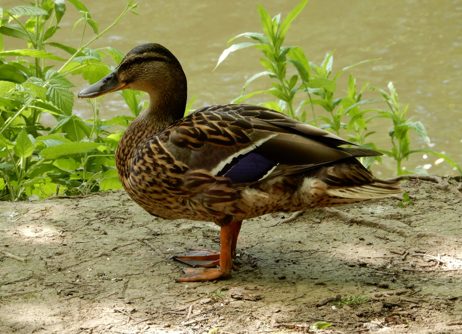 Frau Stockente