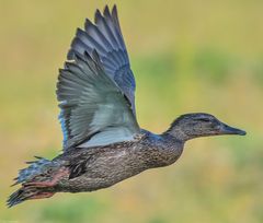 Frau Stockente beim fliegen