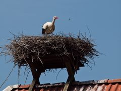 Frau Storch macht sauber