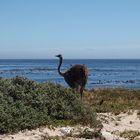 Frau Strauß und Meer