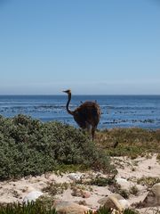 Frau Strauß und Meer