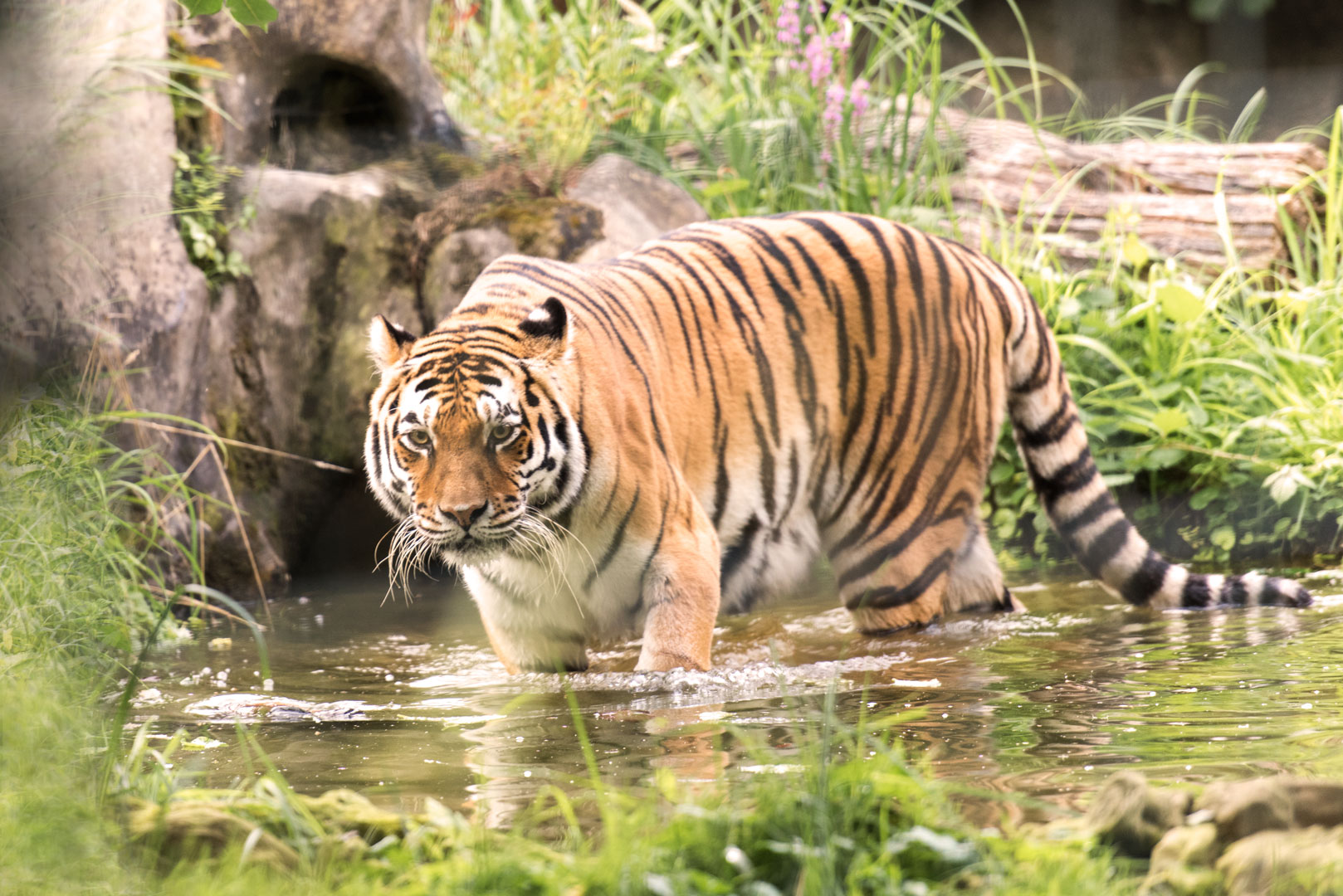 Frau Tiger auf der Pirsch...