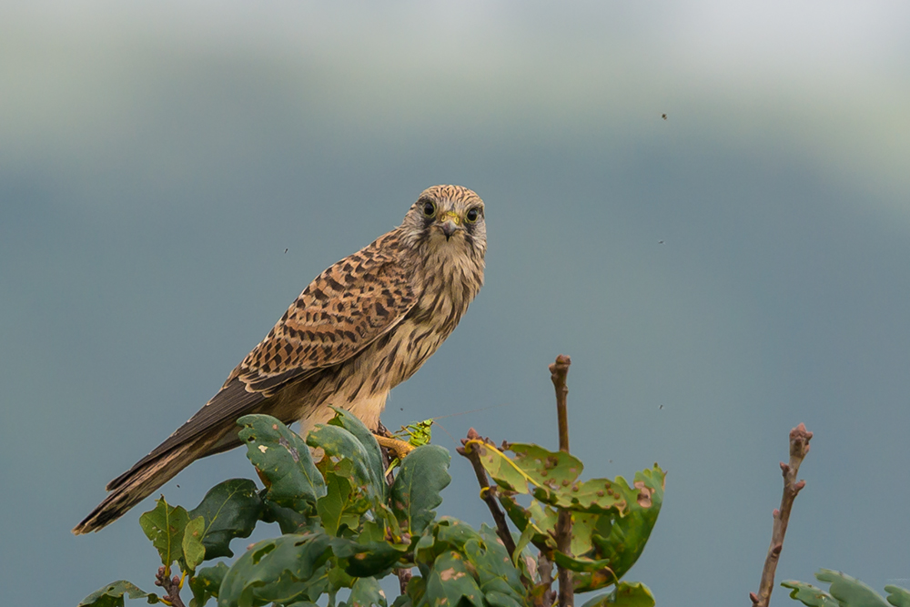 Frau Turmfalke guckt ...