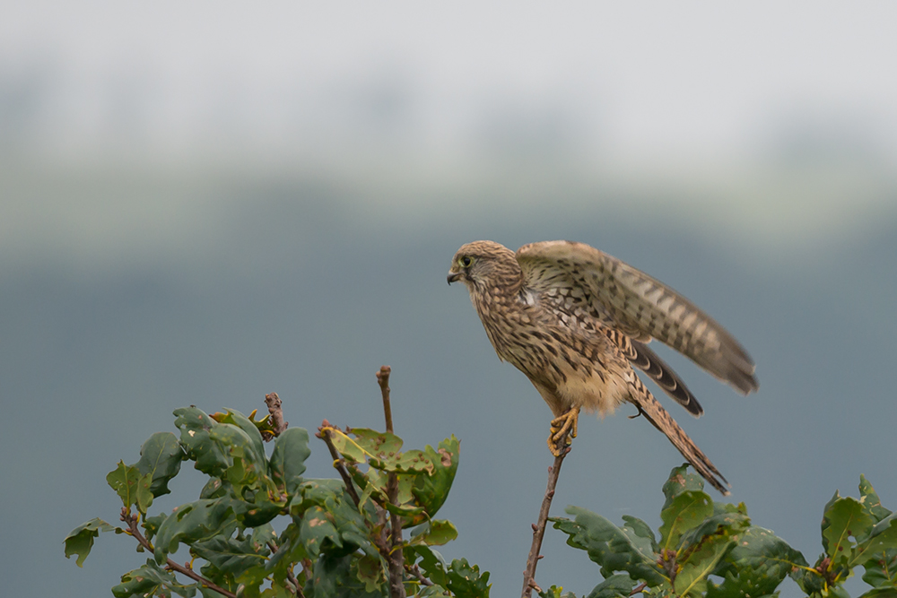 Frau Turmfalke hat ...