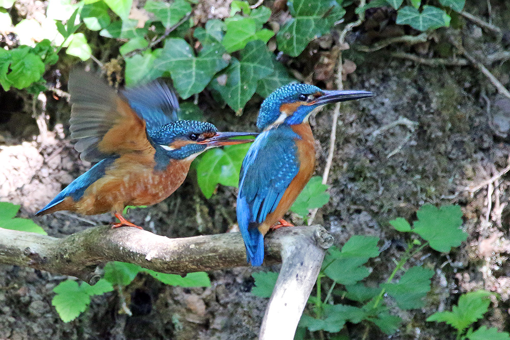 Frau und Herr Eisvogel