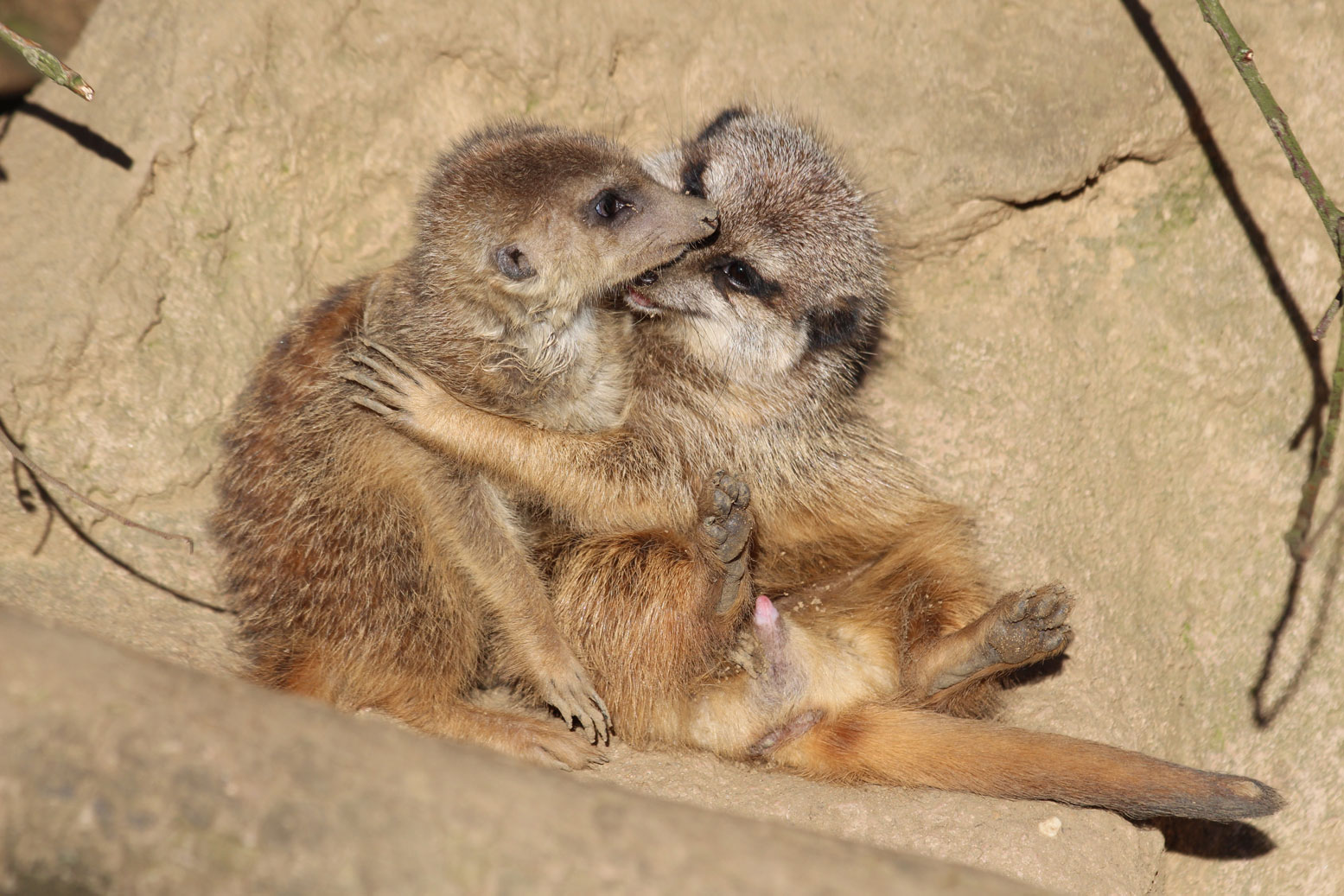 Frau und Herr Erdmännchen