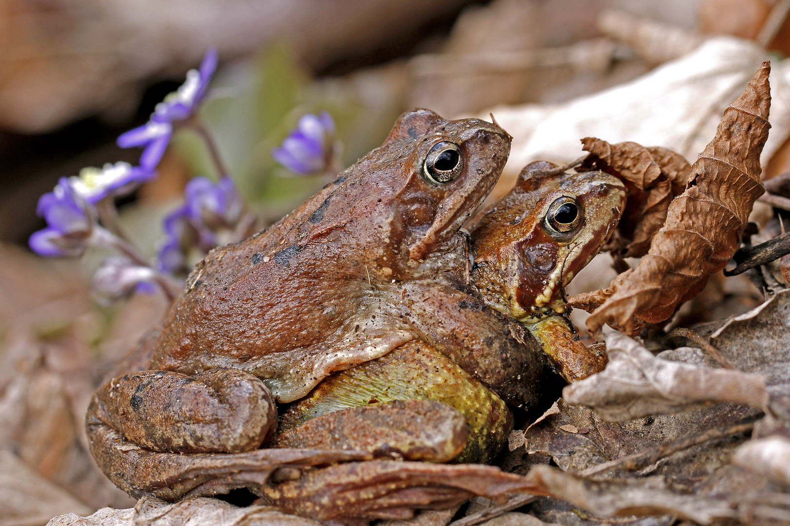 Frau und Herr Grasfrosch