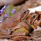 Frau und Herr Grasfrosch