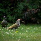 Frau und Herr Grünspecht bei der Arbeit