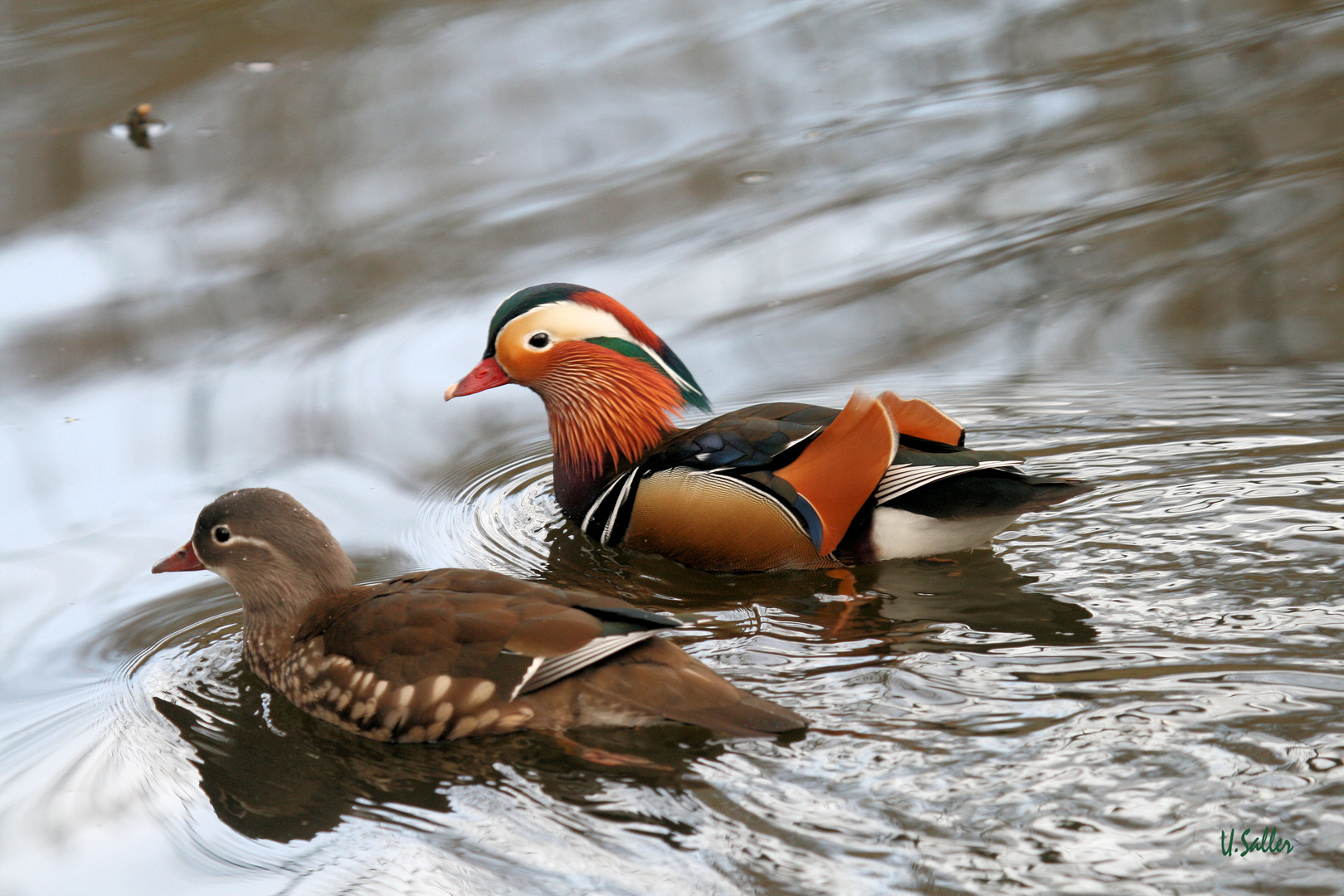 Frau und Herr Mandarin