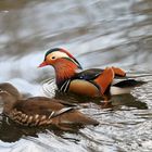 Frau und Herr Mandarin