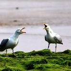 (Frau und Herr) Möwe streiten sich lautstark