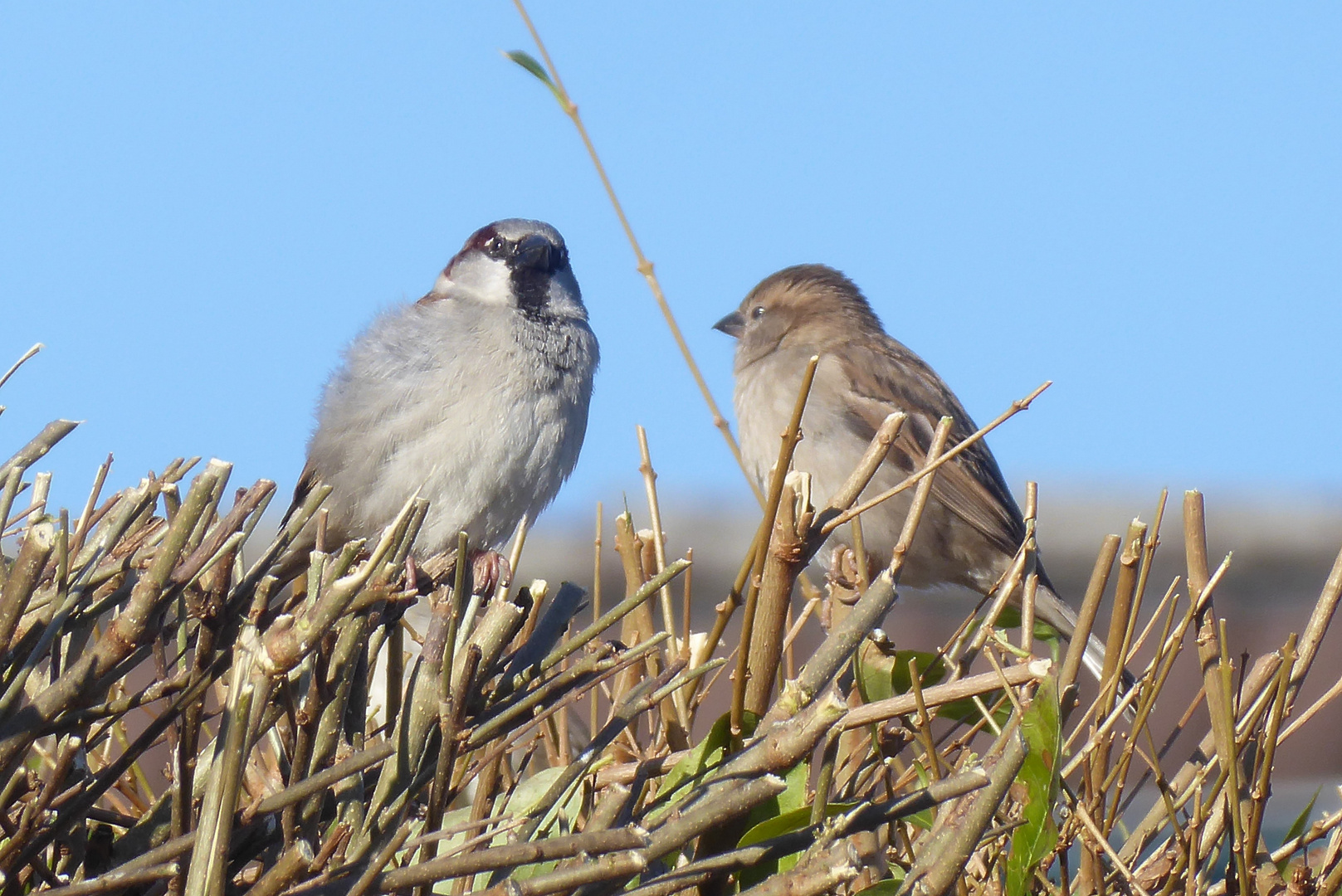 Frau und Herr Spatz in der Sonne