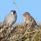 Frau und Herr Spatz in der Sonne