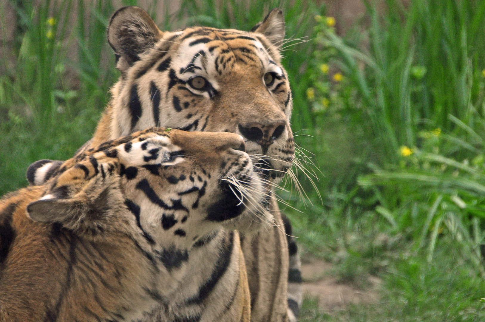 Frau und Herr Tiger