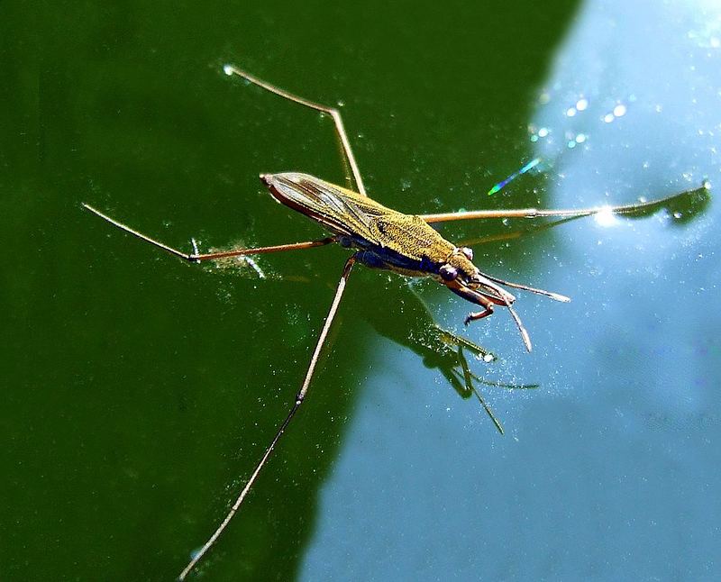 Frau Wasserläufer