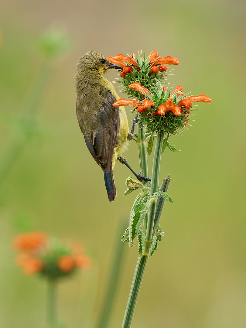 Frau Ziernektarvogel