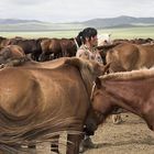Frau zwischen Pferden; Mongolei