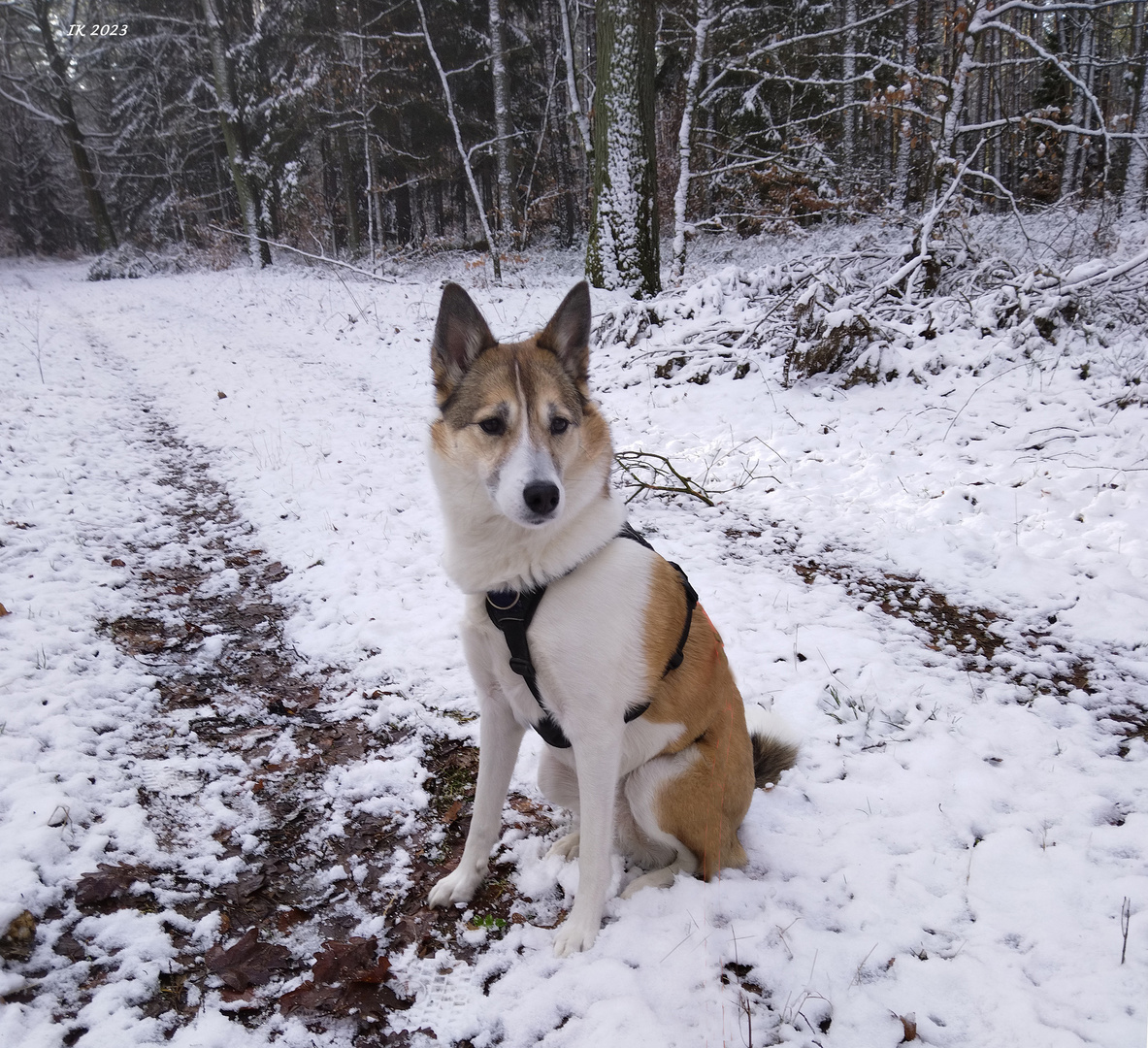 Frauchen......