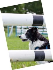 Frauchen, Agility XXL ?