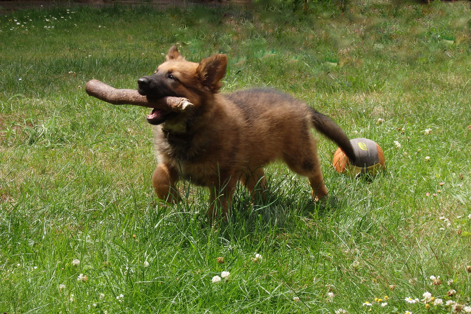 Frauchen braucht Holz ...