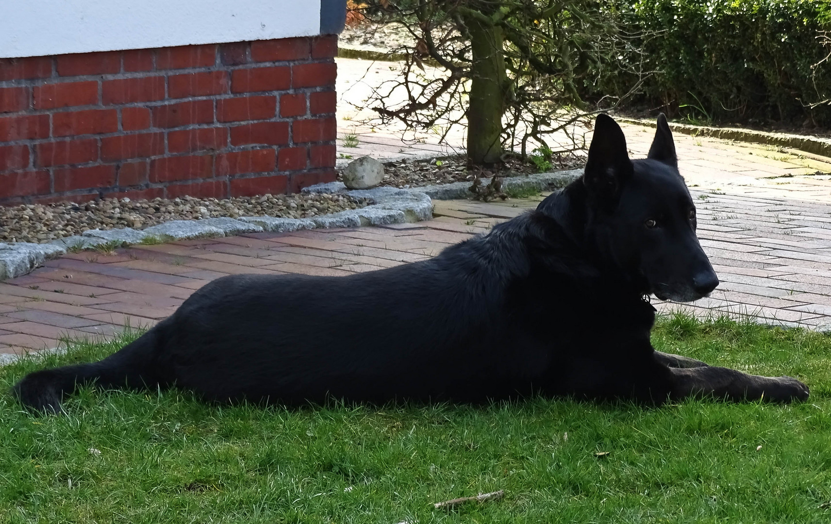 Frauchen fotographiert mich schon wieder