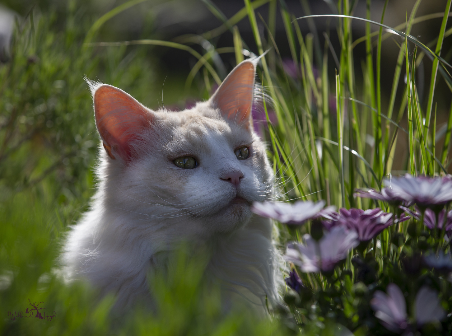 Frauchen hat Blumen gepflanzt......