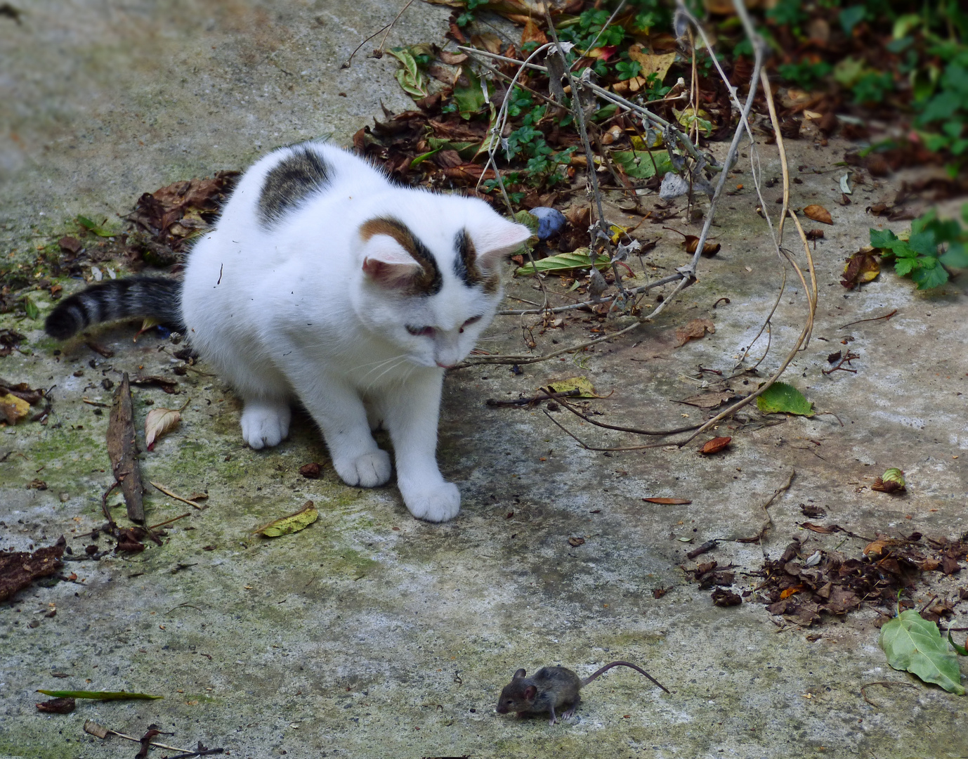 Frauchen hat mich schon gefüttert!