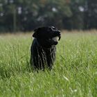 Frauchen, ich hab den Ball gefunden!!!!