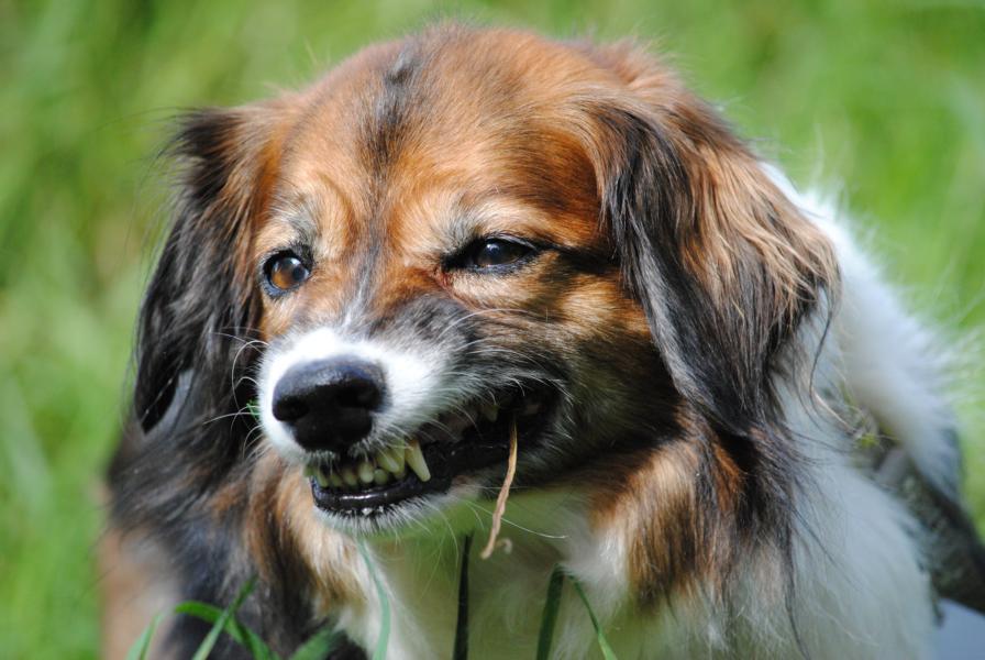 Frauchen, ich habe Hunger, das Gras macht nicht satt