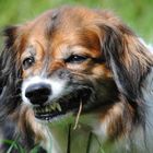 Frauchen, ich habe Hunger, das Gras macht nicht satt