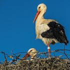 Frauchen ist auch schon da