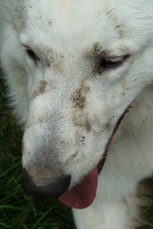 Frauchen nennt mich "Schmutzhund", warum nur ? ;-)