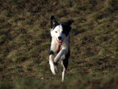 Frauchen ruft....Hund kommt..