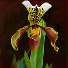 Frauehschuh oder Paphiopedilum