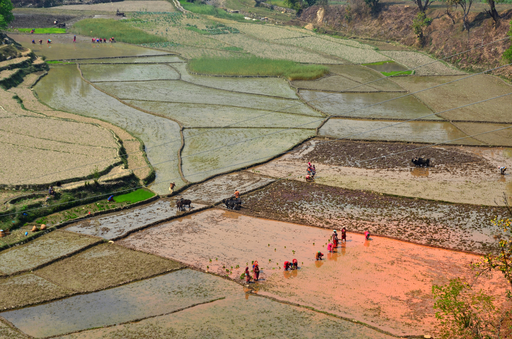 Frauen auf den Reisfeldern in Bungkot bei Gorkha