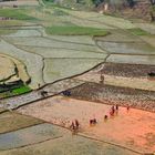 Frauen auf den Reisfeldern in Bungkot bei Gorkha