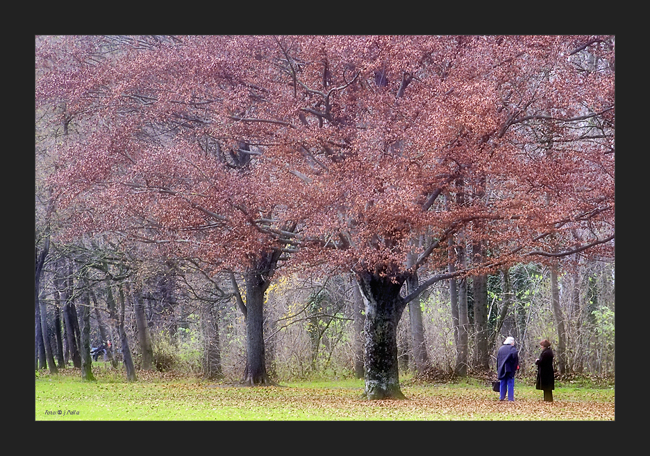 Frauen bei Baum - color