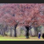 Frauen bei Baum - color