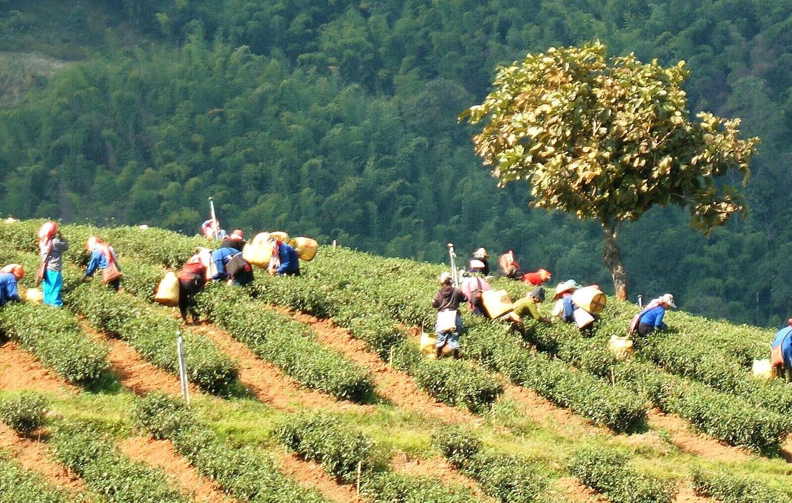 Frauen bei der Tee -Ernte