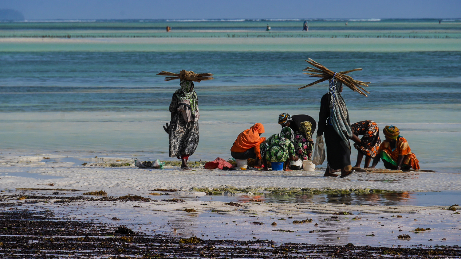 Frauen beim Algenanbau auf Zanzibar