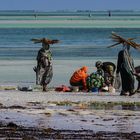 Frauen beim Algenanbau auf Zanzibar