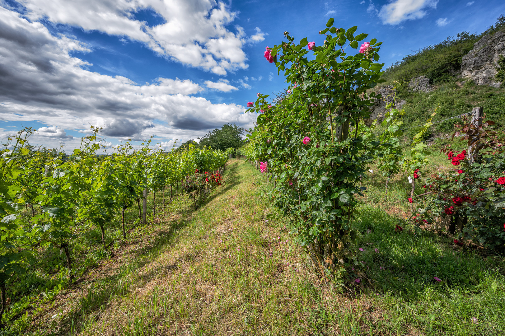 Frauen lieben Blumen und Männer mögen Wein