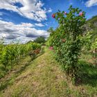 Frauen lieben Blumen und Männer mögen Wein