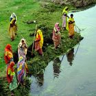 Frauen sammeln Wasserpflanzen