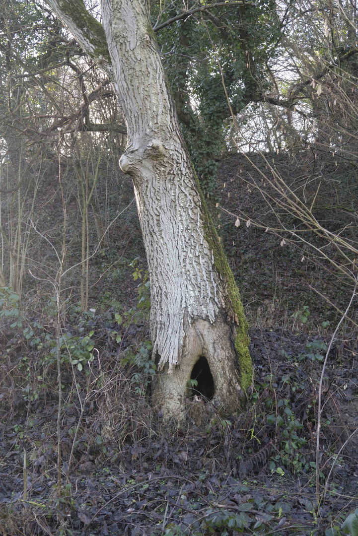 Frauenbaum